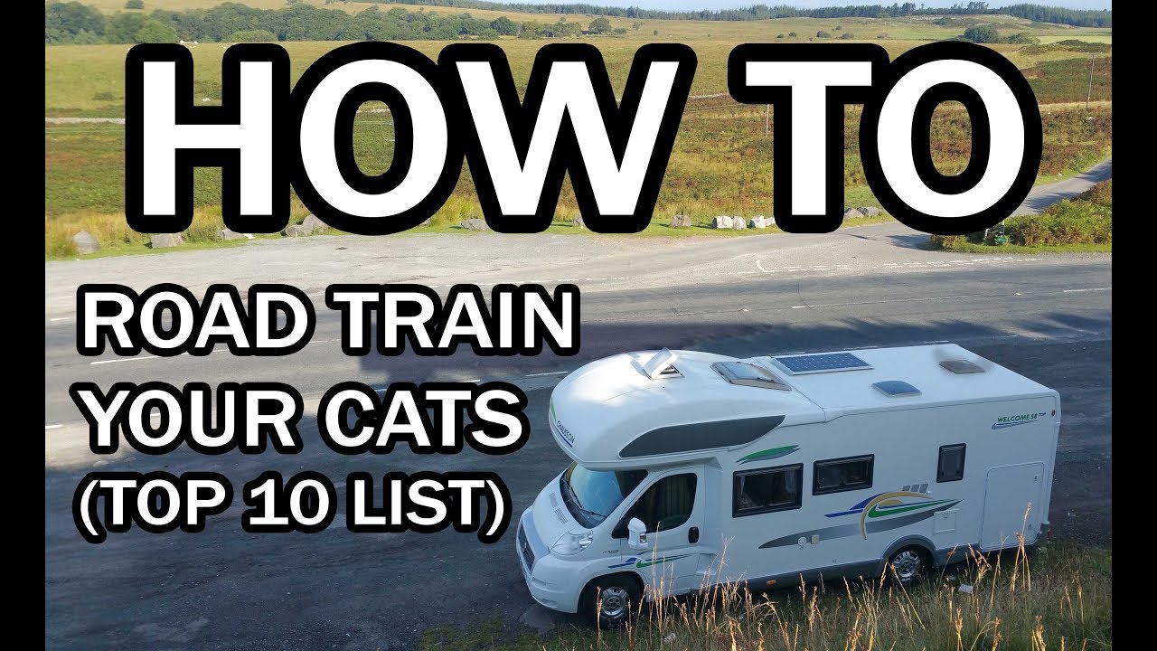 We Have Cats! (How To Take Cats On The Road) Motorhome Full-Time Living