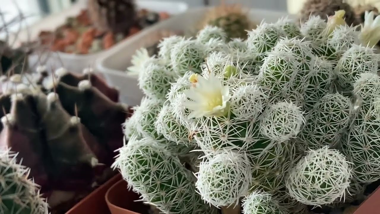 Мини обзор кактусов🌵Меня вообще еще смотрят🧐???