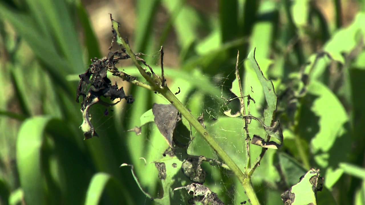 Butterflies for August: Larval Plants
