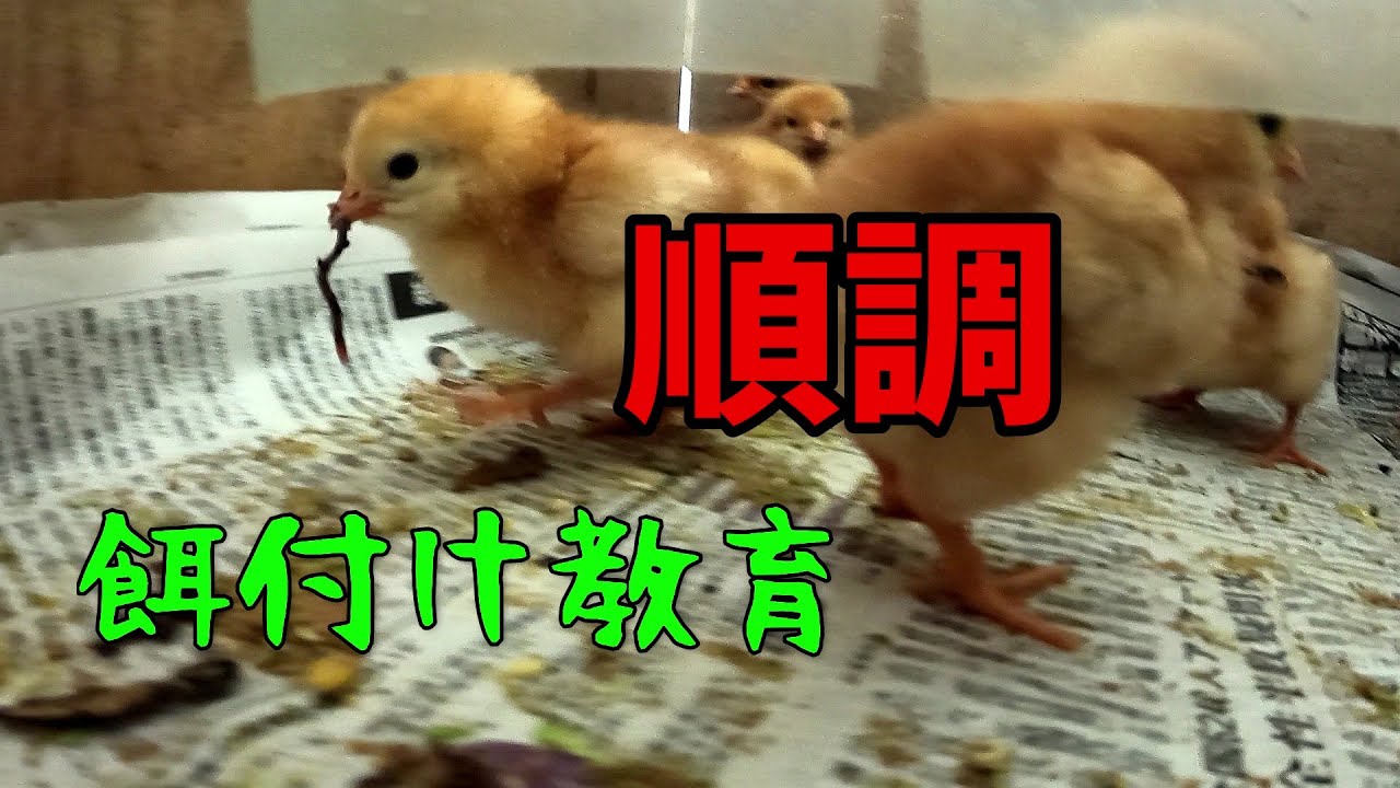 ヒヨコに世界を好きになってもらう方法＝美味しいご飯をあげる【426】