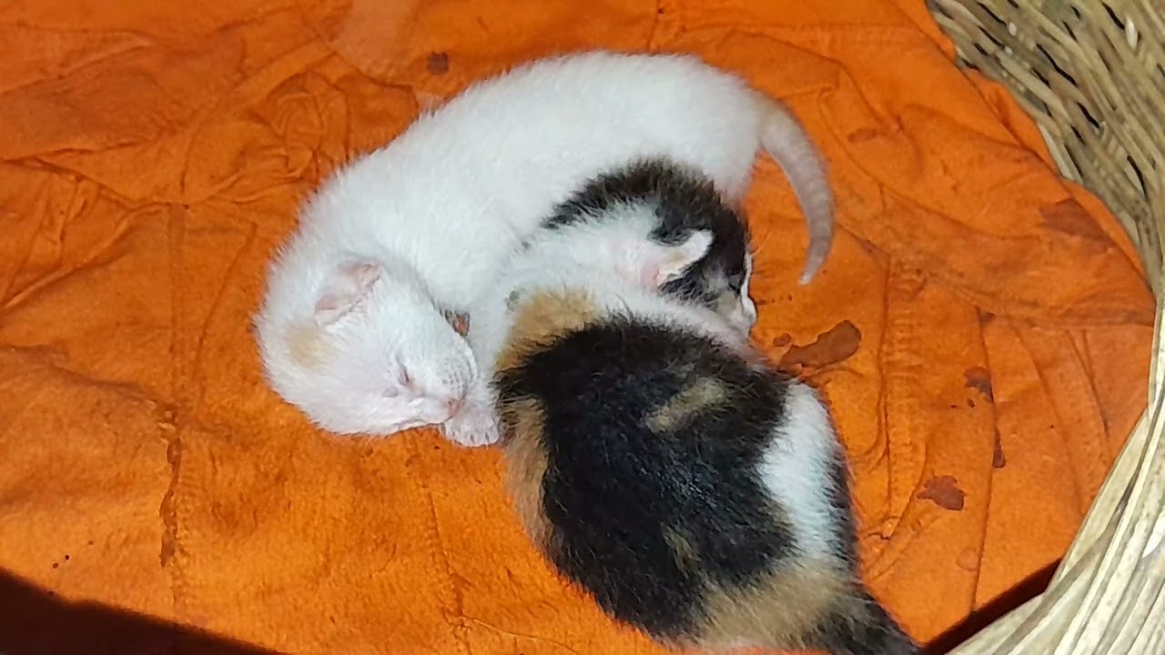 The tiny baby kittens are sleeping together before sleep 