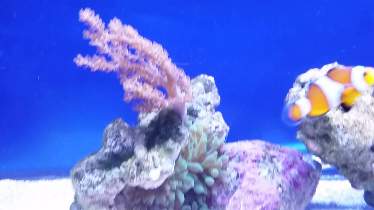 Fancy vivid clownfish and bubble tip anemone. New in quarantine tank.