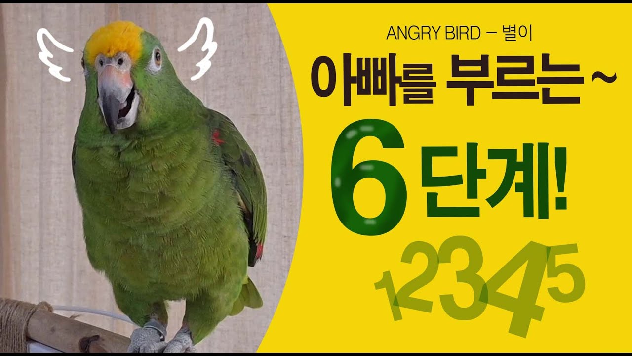 앵무새가 아빠를 부르는 6단계~ /  막말 터지는 앵무새 별이  / 아빠 혼내는 앵무새 / 사람과 대화하는 아마존 앵무새 / ANGRY BIRD