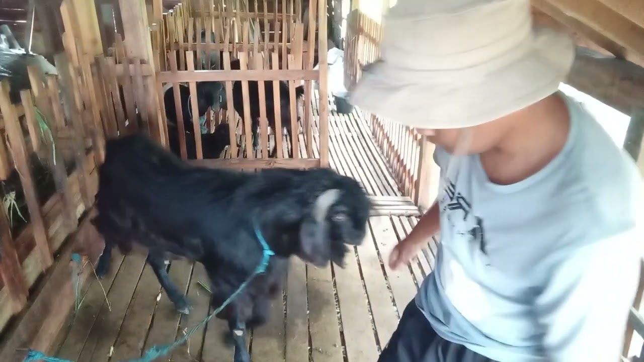 Daily Life ~ Membersihkan kandang kambing