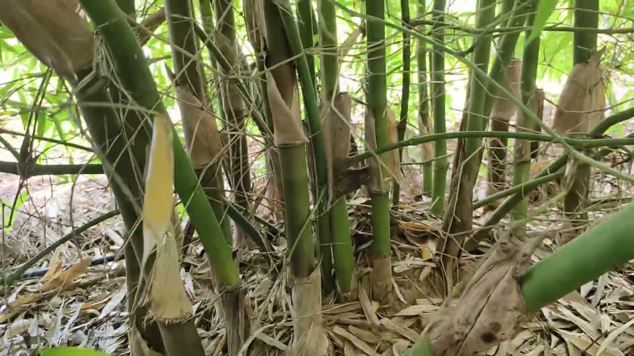 Pindo Bamboo Farm | 1 year growth Bambusa Nutans plantation update | Kutch Gujarat
