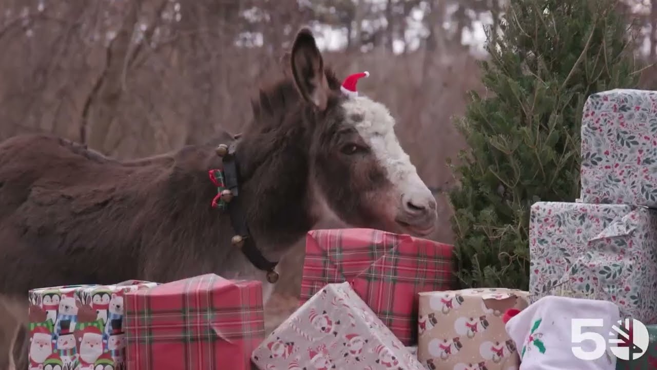 Happy Holidays from Your Toronto Zoo