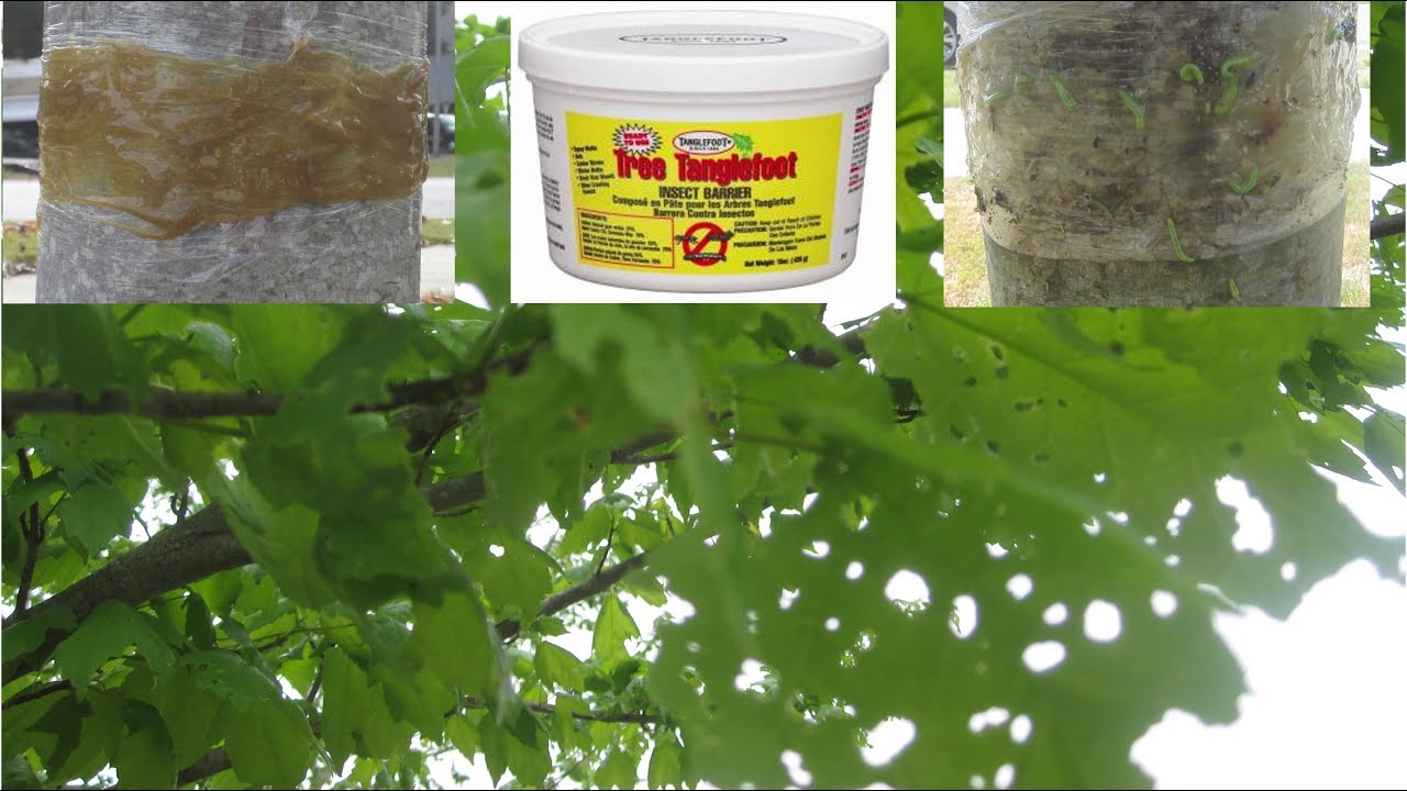 Tree Banding for Insect Barrier - Tanglefoot