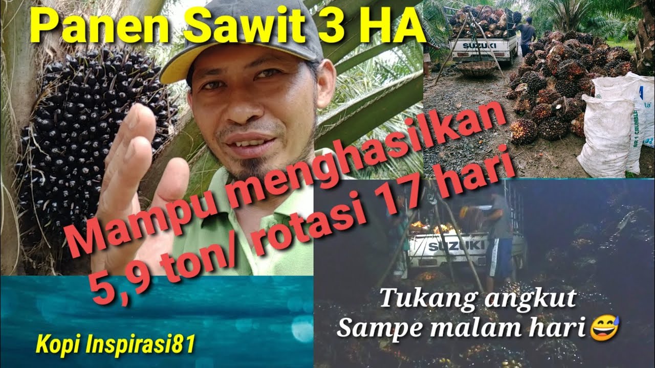 PANEN SAWIT 5,9 TON SAMPAI MALAM HARI || Kopi Inspirasi81