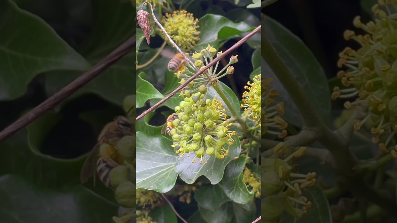 Wild Garden Ivy Bees collecting pollen from Ivy flowers #shorts