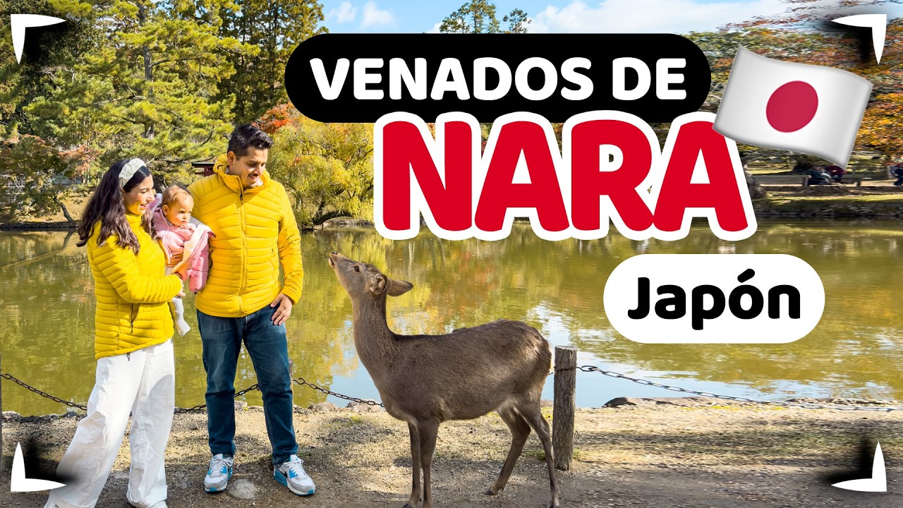 Nara Japon 🔴 Saludamos a los famosos venados y los alimentamos