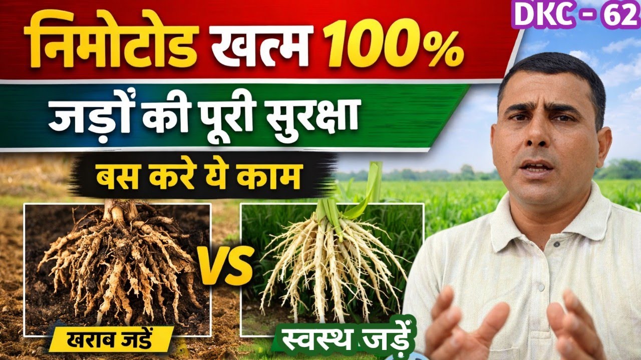 👉 कभी नहीं आएगी निमेटोड की समस्या 😱 बस करें ये महत्वपूर्ण कार्य 🔥