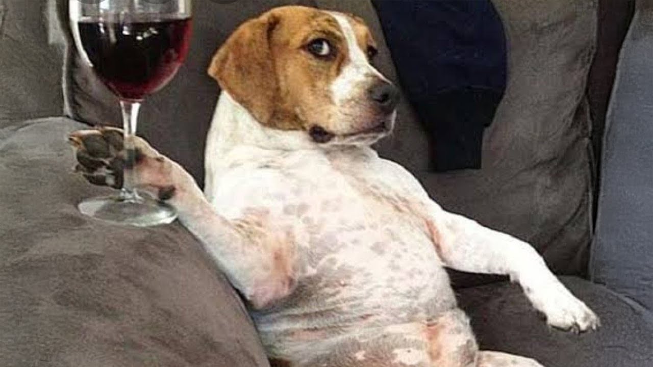 El perro m&aacute;s dram&aacute;tico del planeta - Videos divertidos de perros 2025