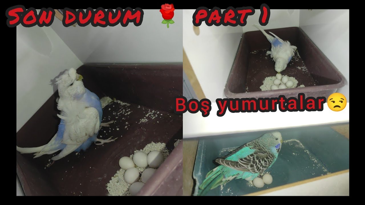 Muhabbet Kuşu Üretimi  Yuvalıkları Açtım  ❗Son Durum -1  BOŞ YUMURTALAR ☹️ #üretim