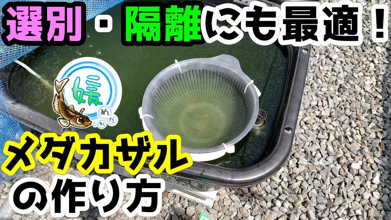 メダカ飼育に役立つ「ざる」の作り方～選別・隔離にも最適な手作りザル～【媛めだか】