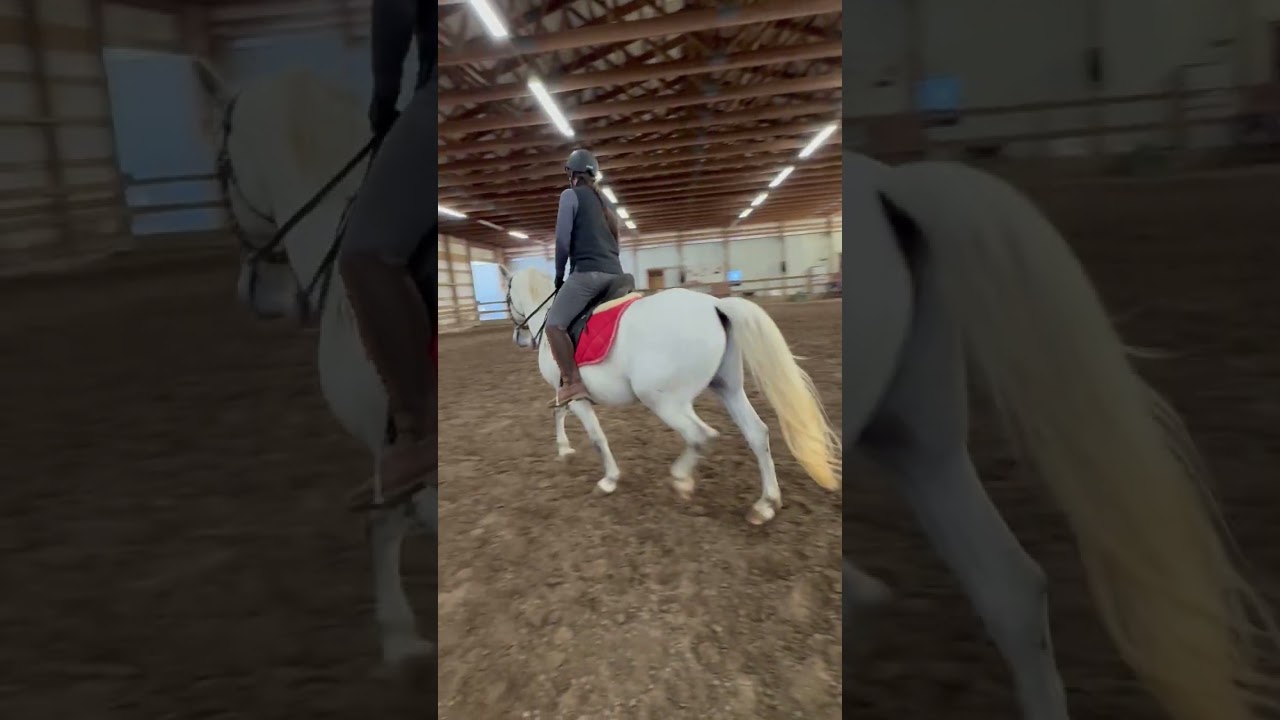 “Costa” Neapolitano Carita II Lipizzaner colt