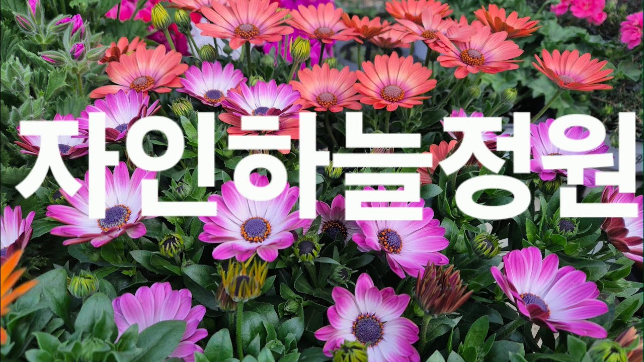 2026년3월11일#자인하늘정원 010-4526-6899#베고니아#철쭉