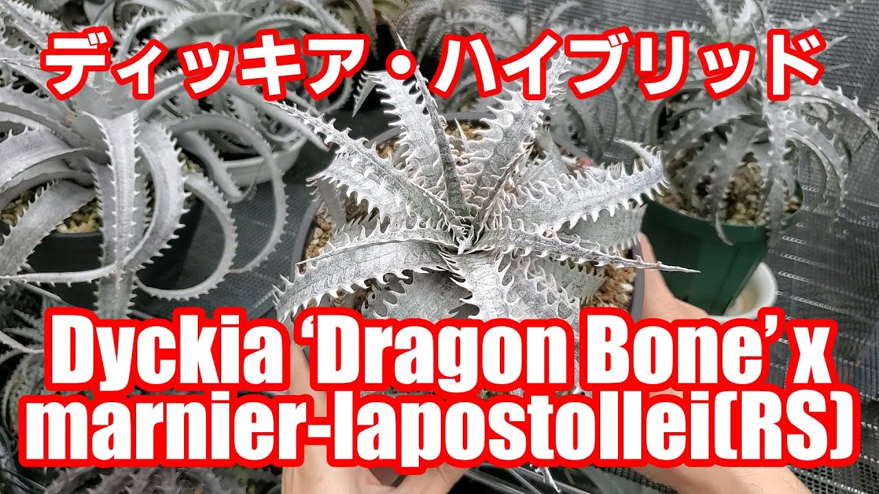 ディッキア（Dyckia ‘Dragon Bone’ x marnier-lapostollei ‘Red Spine’）品種紹介【Dyckia Maniax（ディッキア・マニアックス ）】