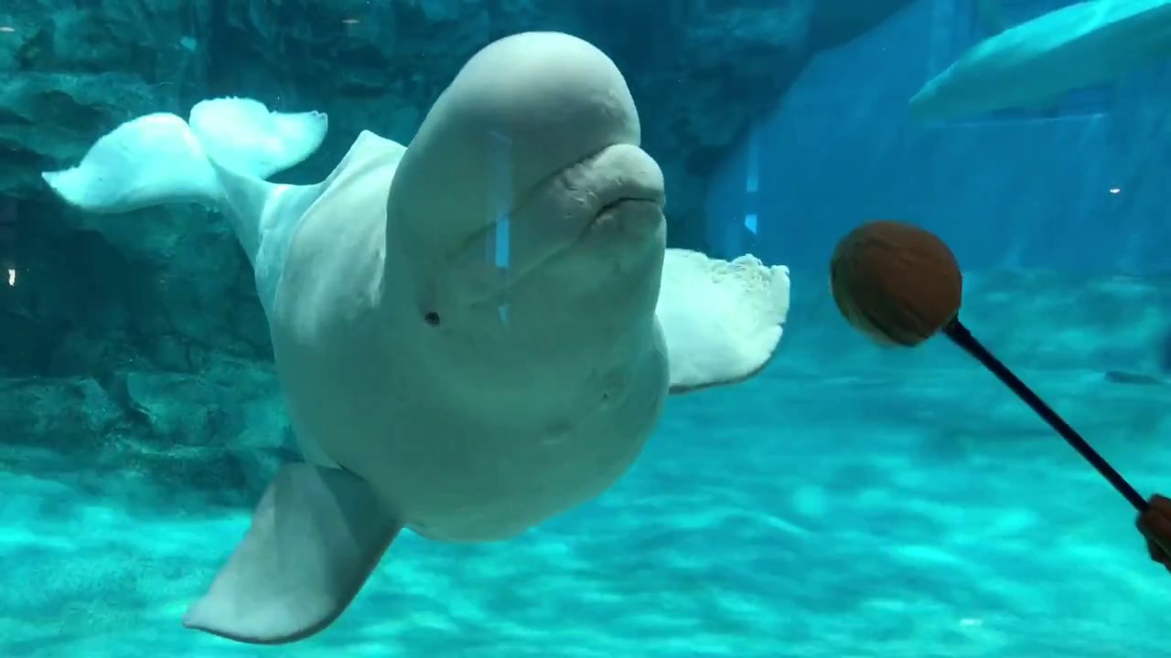 ホドイの水中観覧面トレーニング
