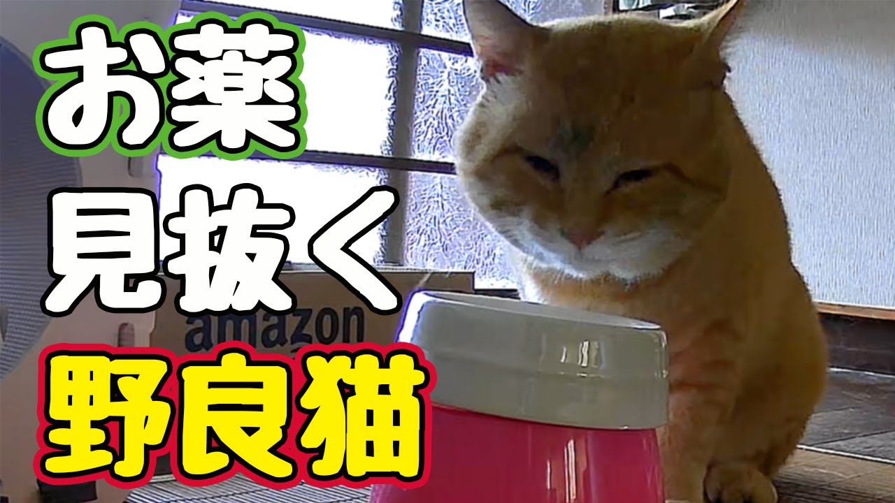 勘のいいガキは嫌いだよ【野良猫】