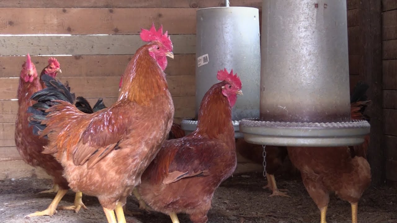 Pollo da carne e gallina ovaiola. La tutela del benessere in Emilia-Romagna