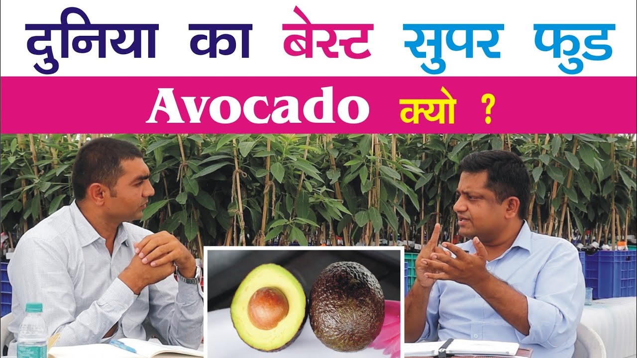 दुनिया का बेस्ट सुपर फूड #Avocado क्यों ? IG Deccan exotic । #butterfruit । 7702071045