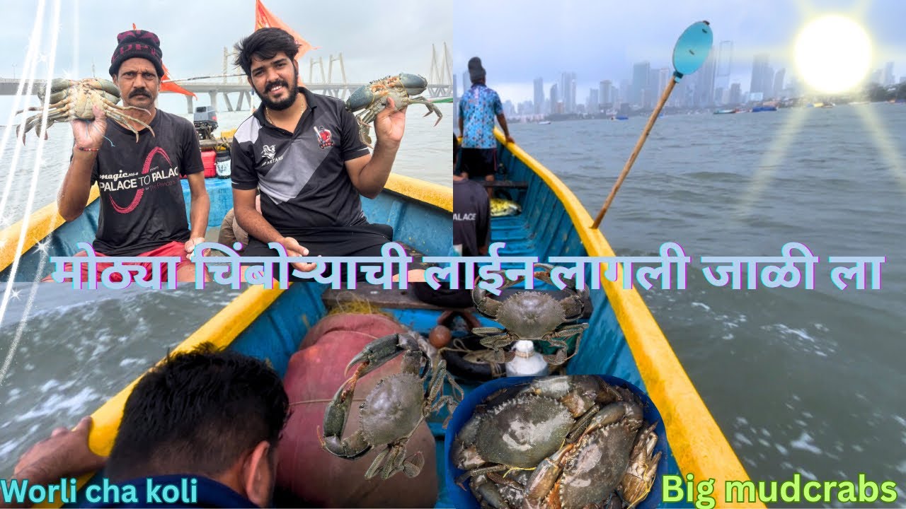 मोठ्या चिंबोऱ्याची लाईन लागली जाळी ला, Big mud crabs catch in India Mumbai.