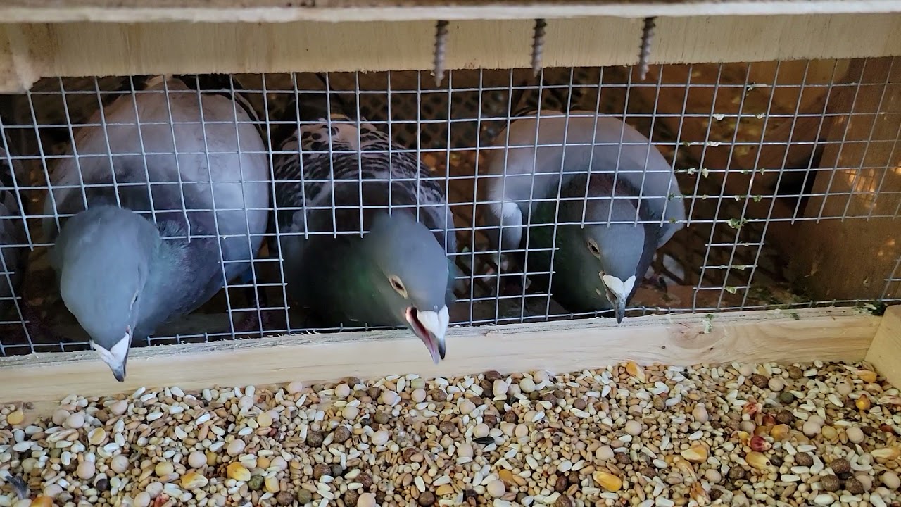 Easy feeder | Racing homer Pigeon