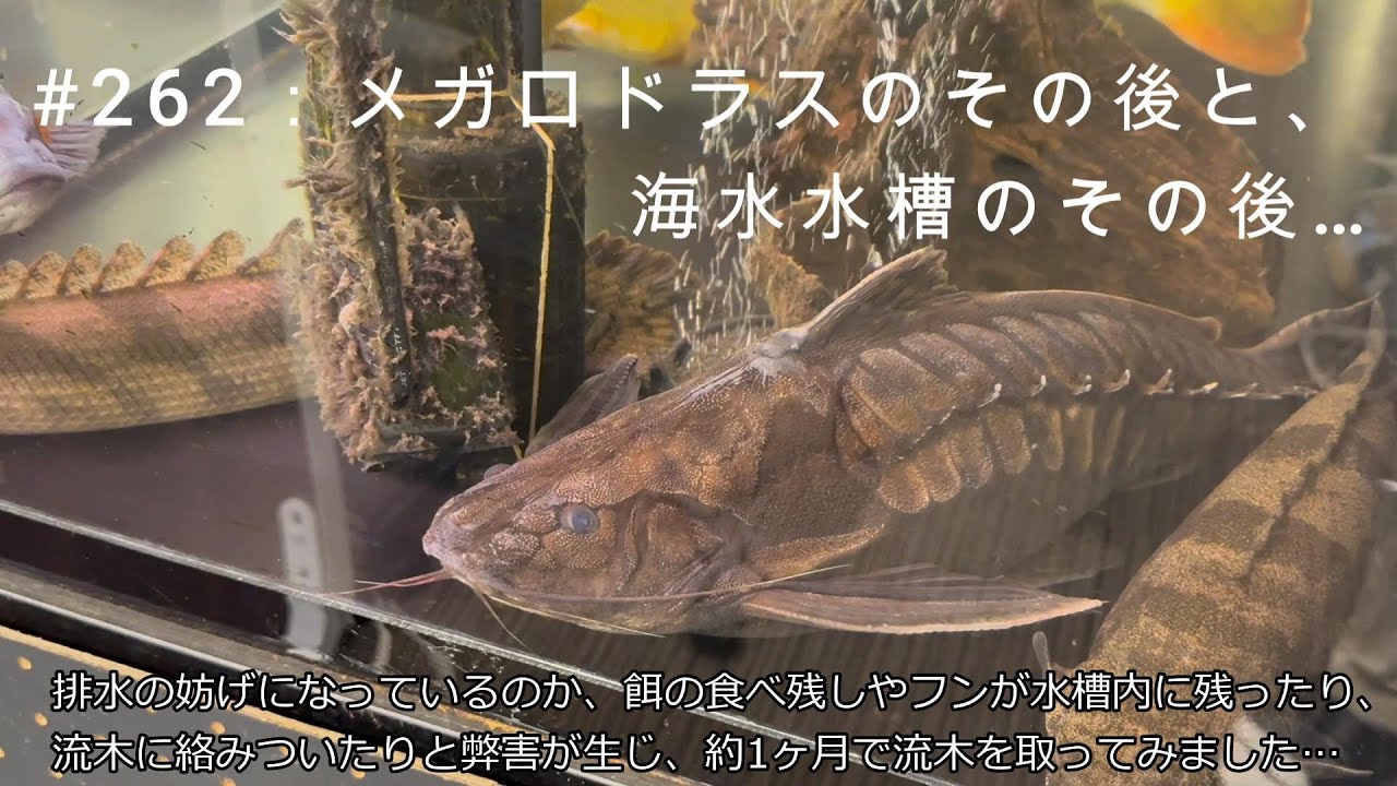 ＃262：メガロドラスのその後と、海水水槽のその後…