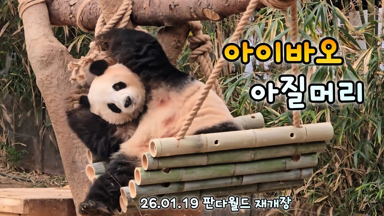 판다월드 재개장 후 처음 본 뚱땅뚱땅 아질머리💕26.01.19 Everland Aibao Lebao 