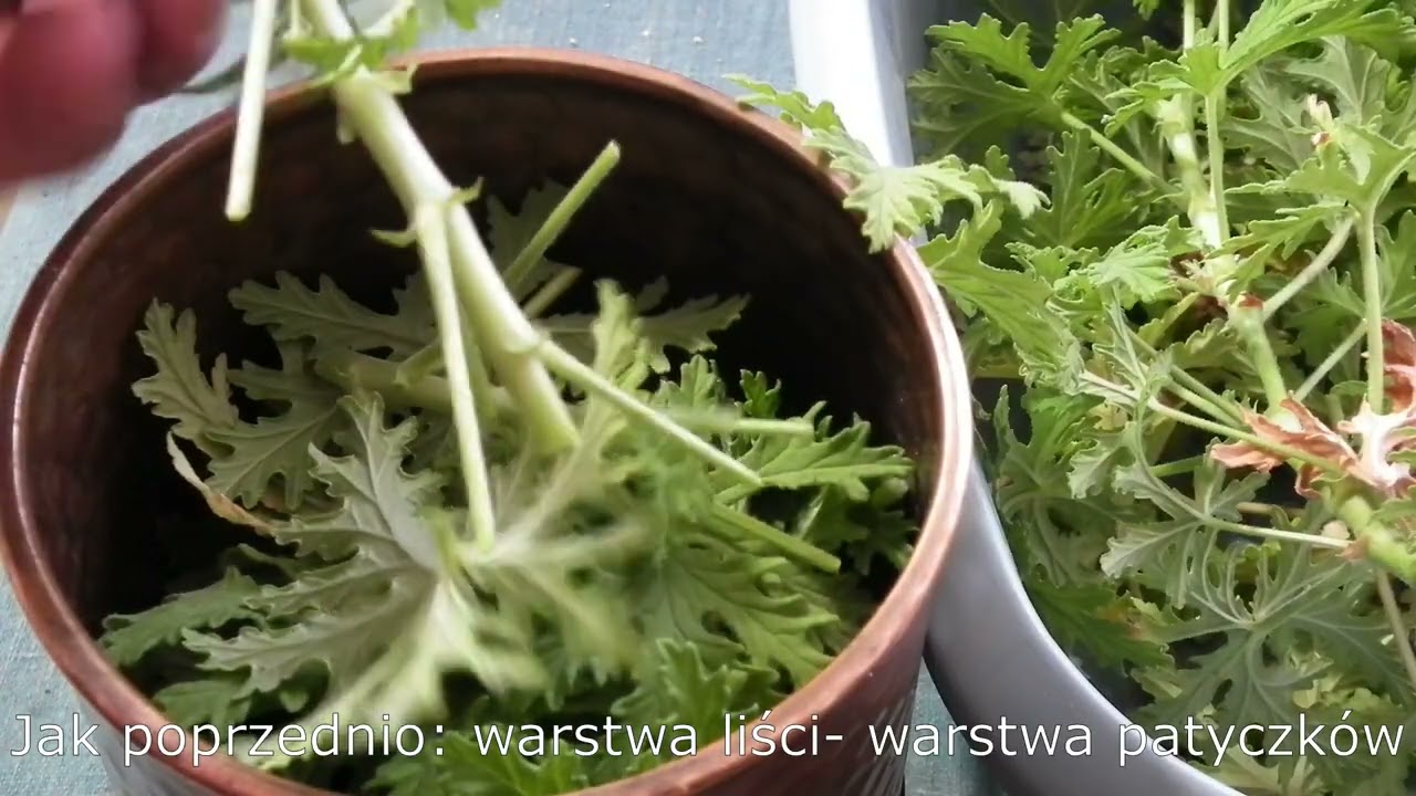 Destylacja i otrzymywanie olejku eterycznego z Geranium anginka, łac. Pelargonium graveolens