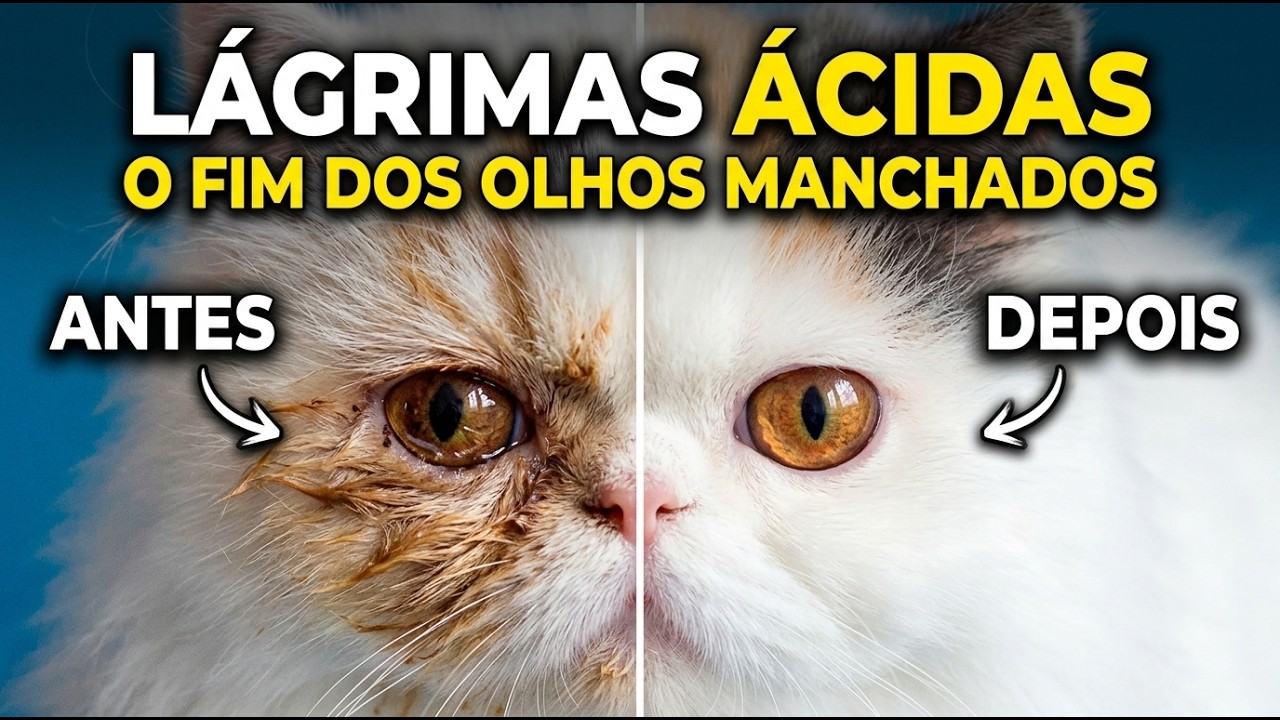 Lágrima ácida em gatos e cães. Secreção escura nos olhos dos animais - Gatil Hauser