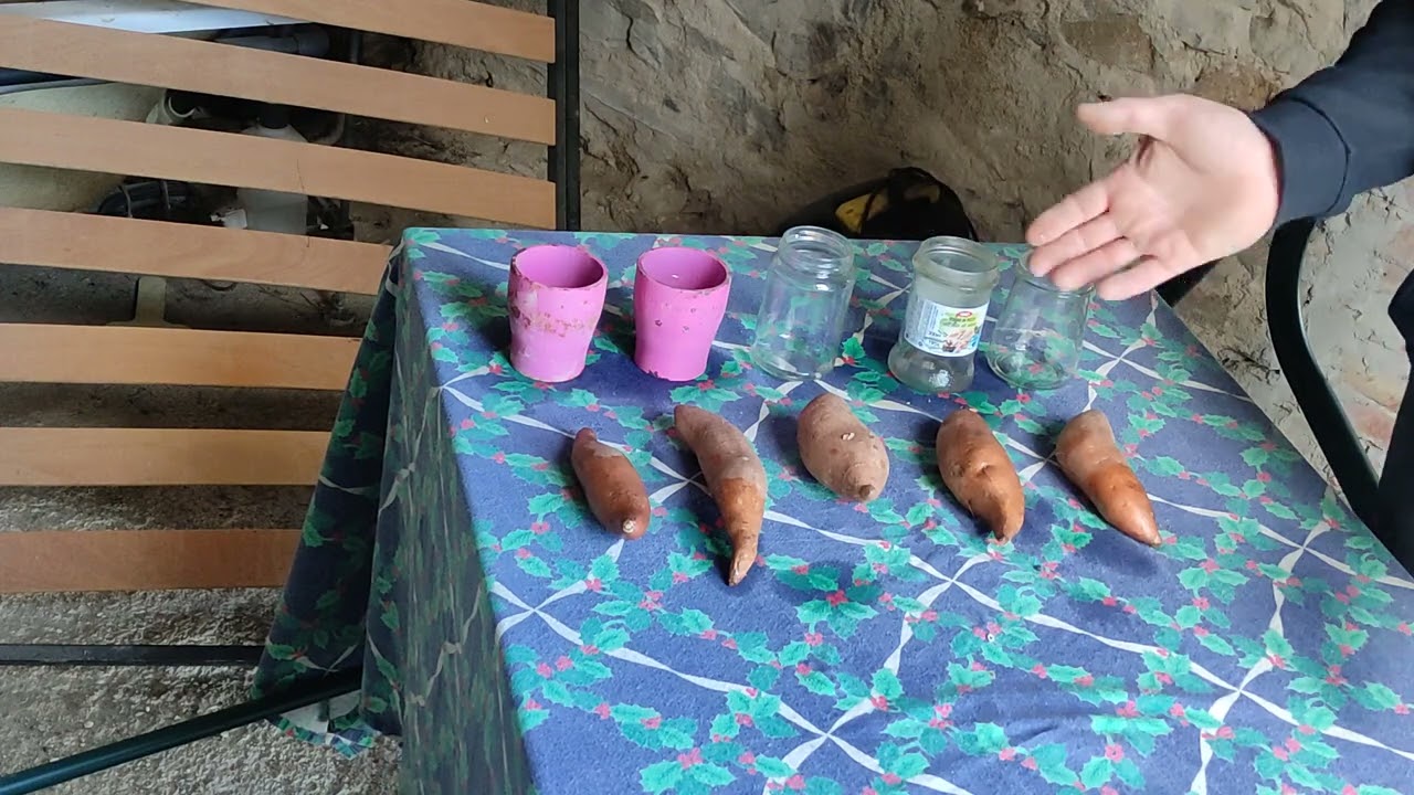 coltivare patate americane 1°parte