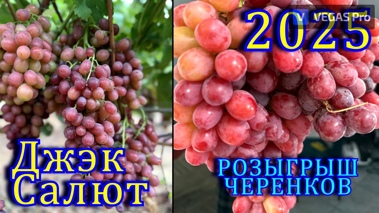 Новый Сорт Винограда ДЖЭК САЛЮТ кишмиш сезон 2025