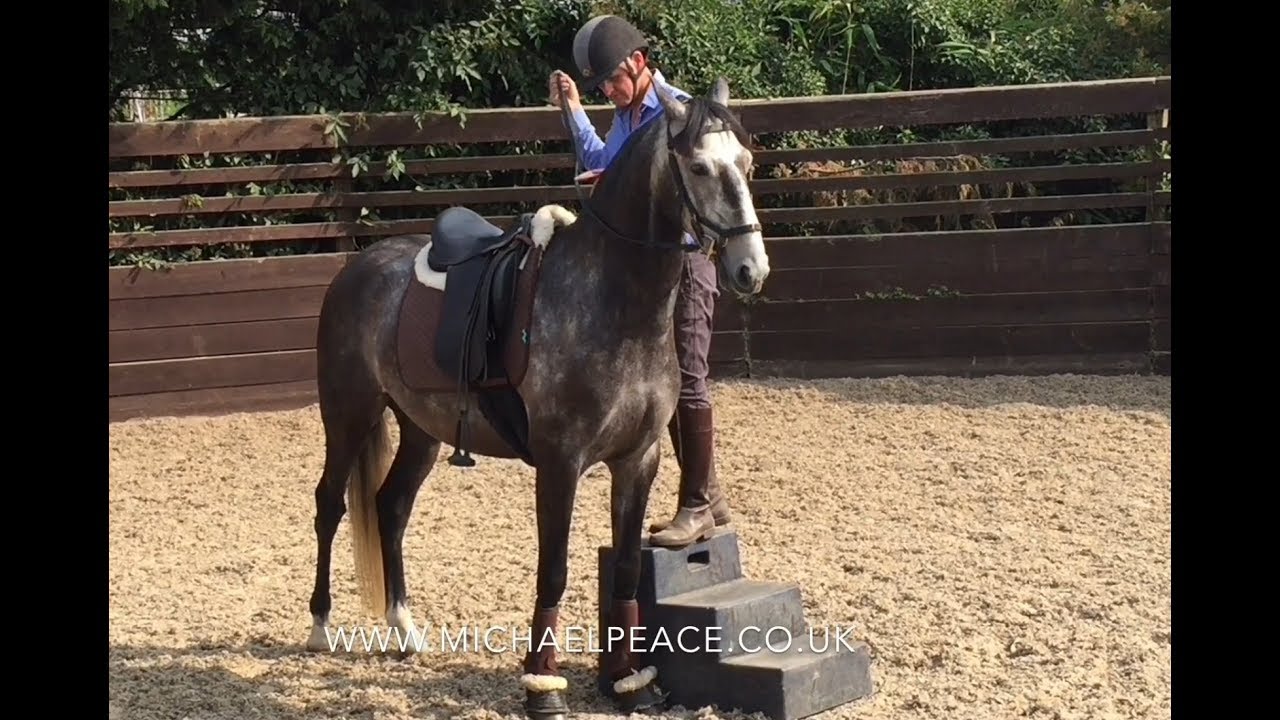 Long reigning to first ridden steps with Michael Peace.