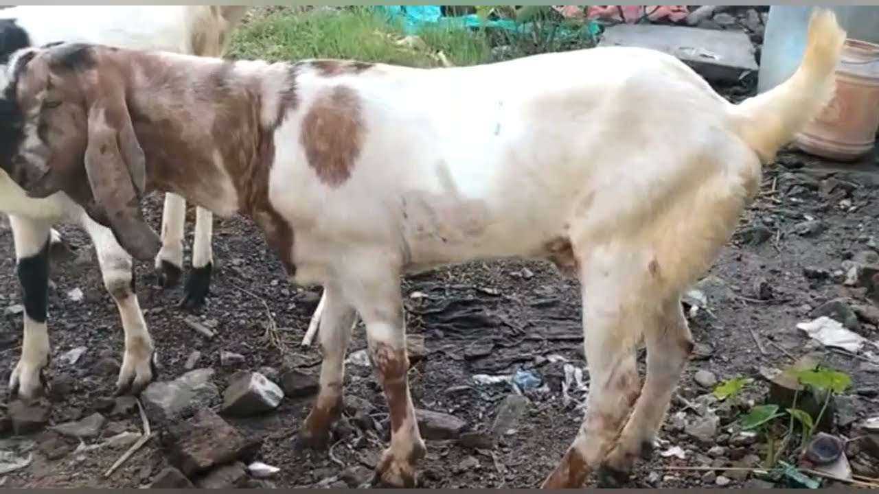 Bakra Eid Khassi 2se 4Danth Pe Metiabruz Wasim Bhai Seller 7596041192. 40Se 55Kg Weight Khassi Bakra
