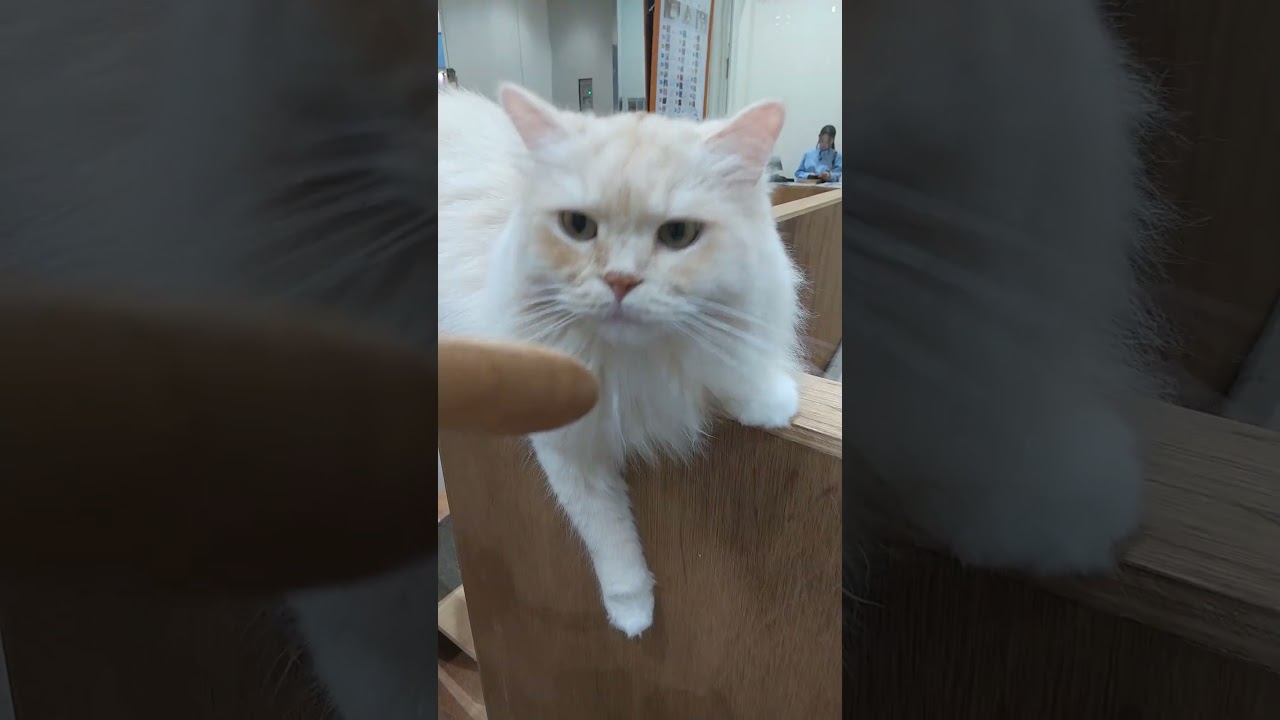 【激カワ】下の猫に飛んできたのでおやつ無理やりあげたのと、上にいる猫がうらやましげな顔で見てきたｗ　#猫 #かわいい