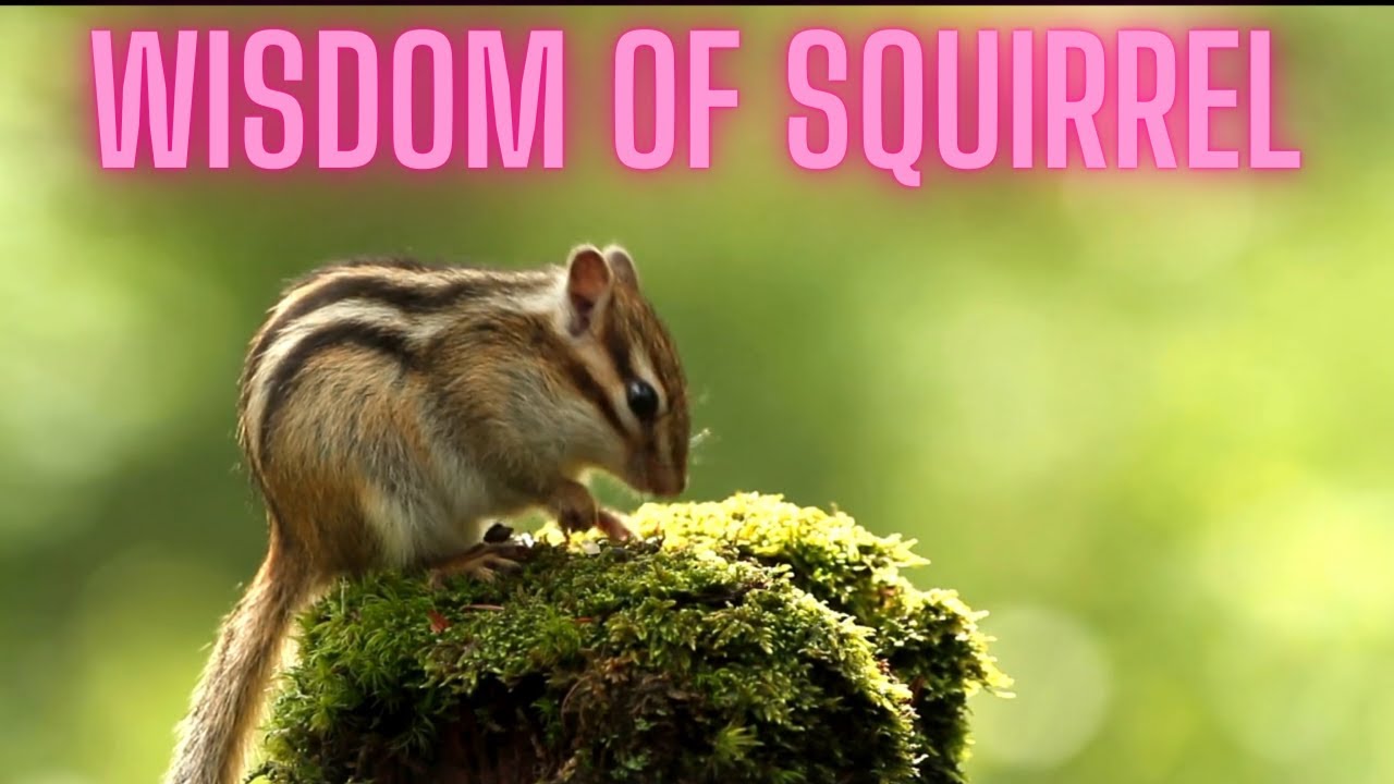 Wisdom Of Squirrel. Tips on how to allow money, fun and playfulness in your life.