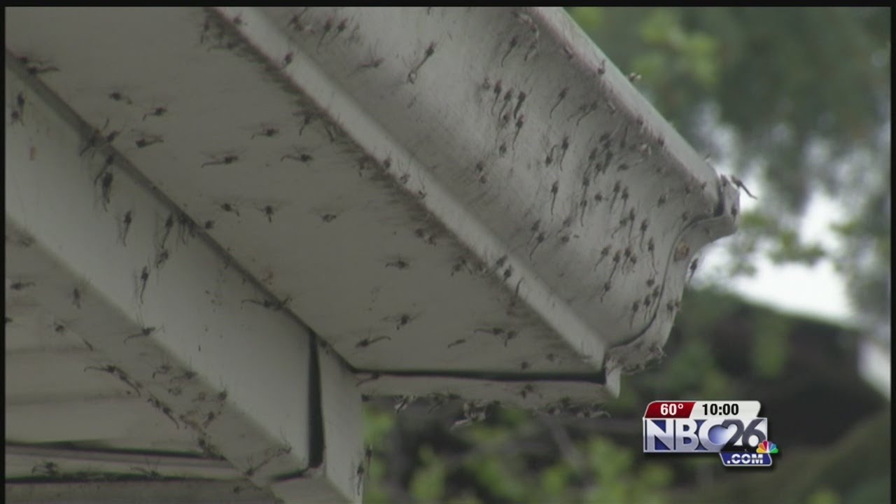 Lake Flies Invade Lake Winnebago