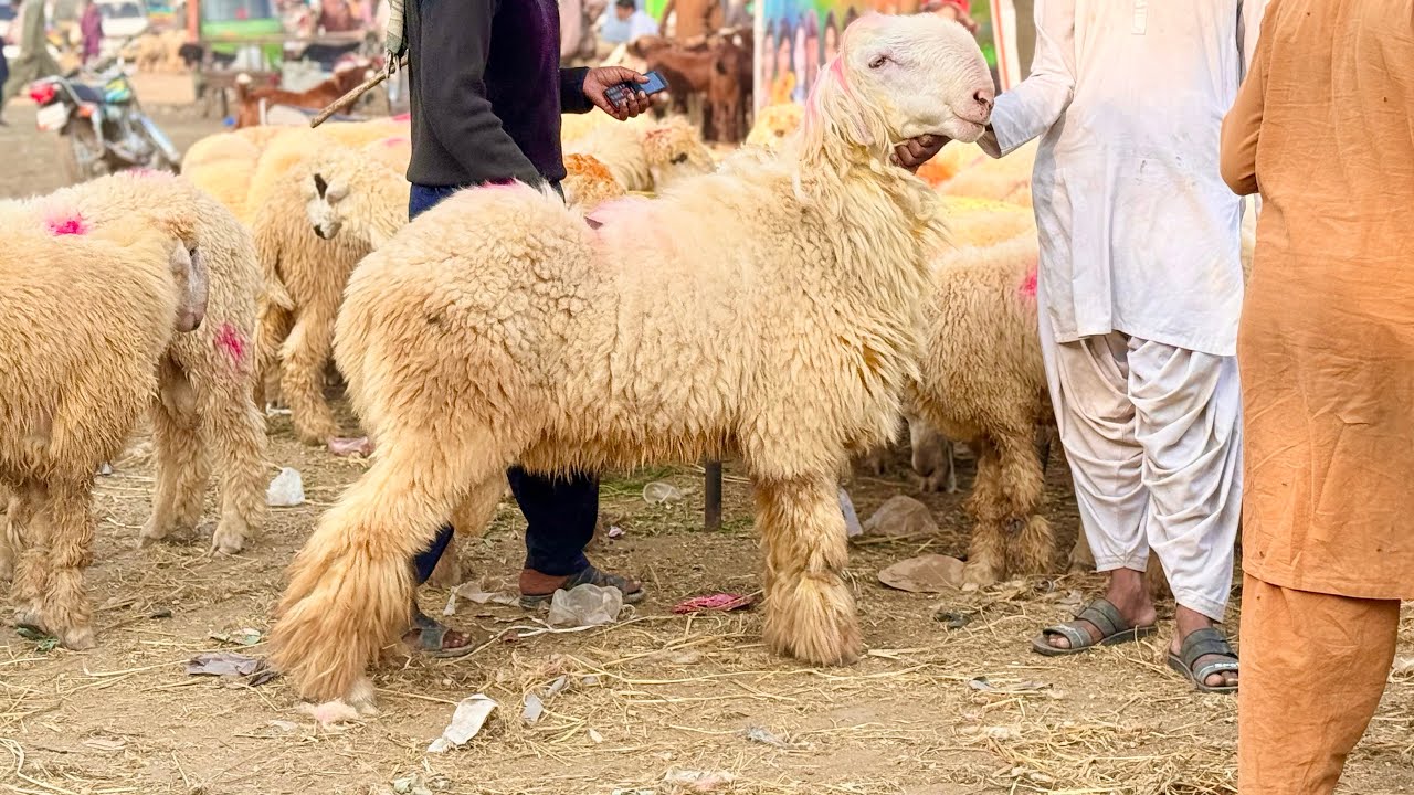 Mundre Chatre Turkey Dumbe Lahore Mandi Shahpur Kanjra Mazhar Biba Official 