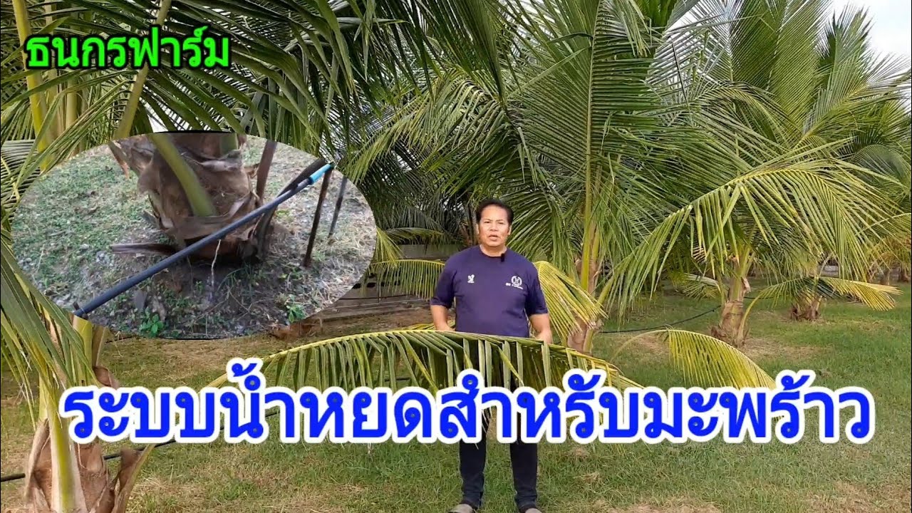 ระบบน้ำหยดสำหรับมะพร้าว @thanakornfarm