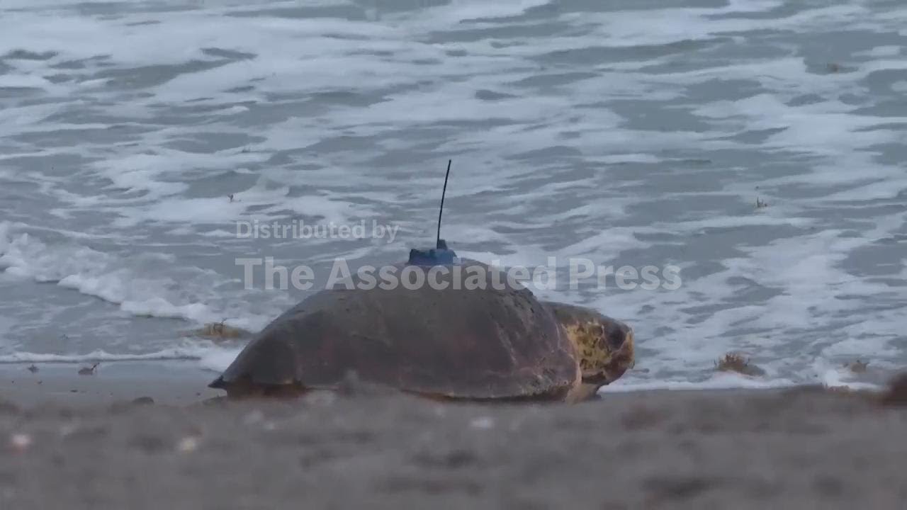 Dilly Dally the sea turtle returns to the ocean after flipper amputation