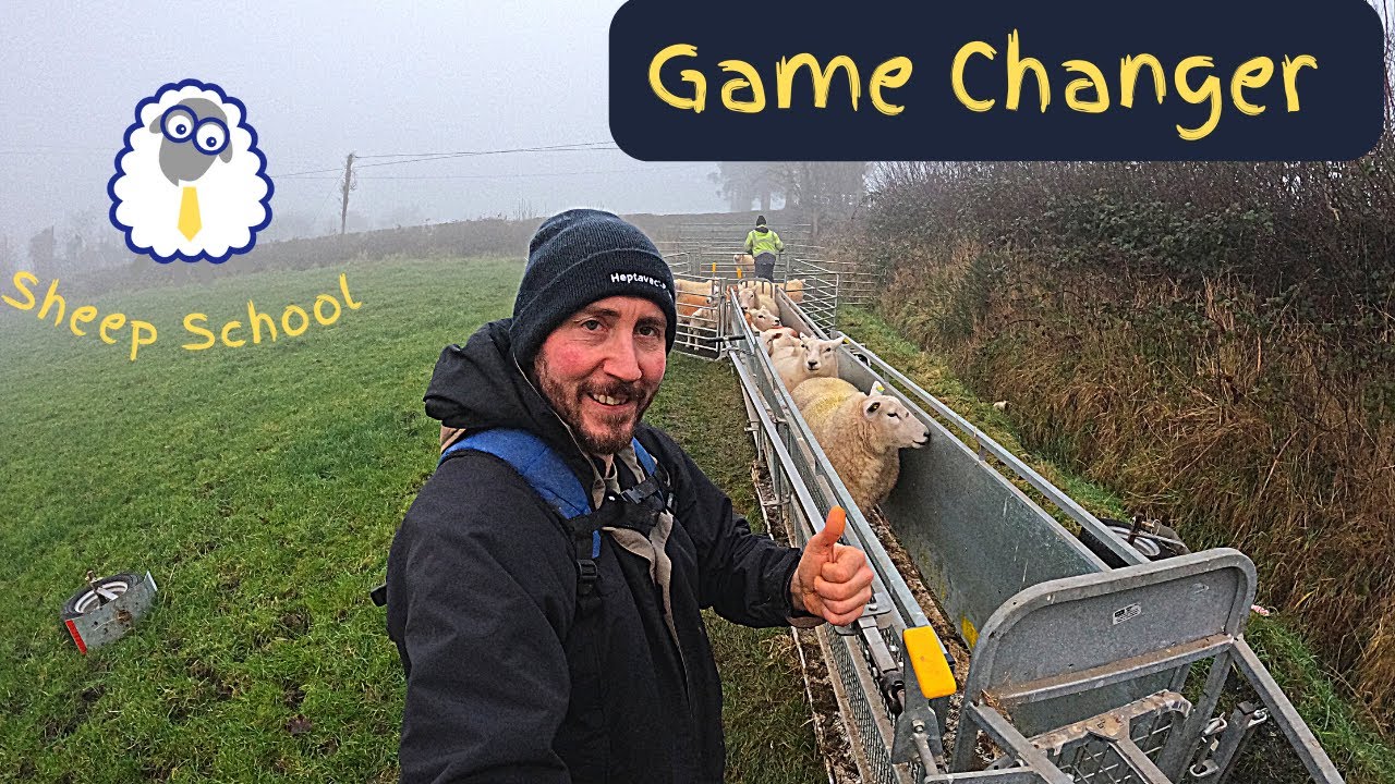 Sheep Handling System Game Changer - Making Life Easier.