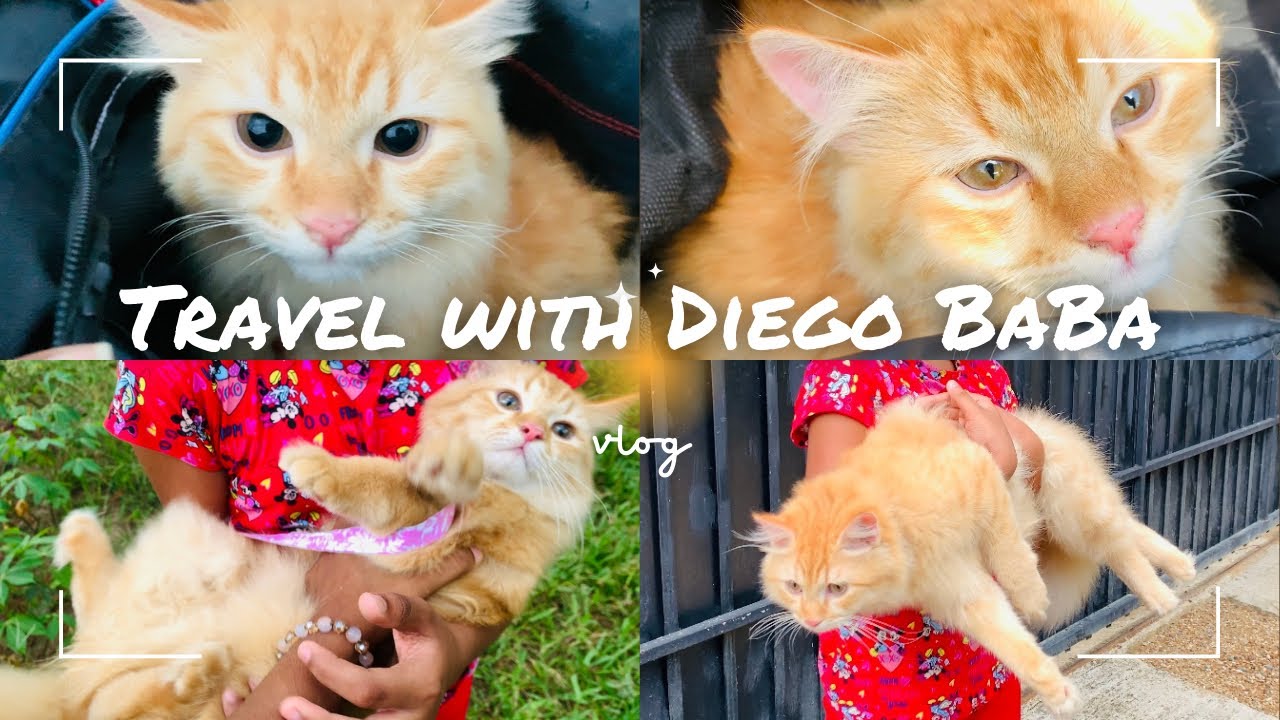 Travel with Diegoo...|| පූසොත් එක්ක දුර ගමන් යන්න බෑ?? 😣
