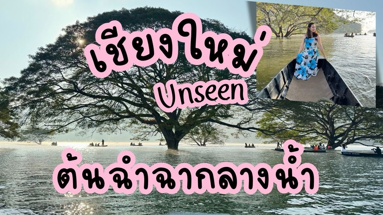 ต้นฉำฉากลางน้ำ Unseen เชียงใหม่ ที่ใครไปแล้วลืมไม่ลง