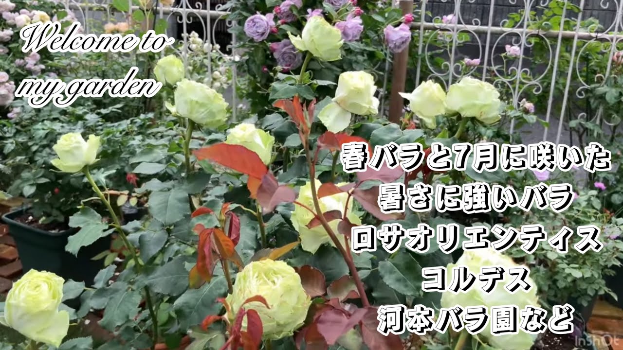 春バラと7月に咲いた暑さに強いバラと草花たち【ロサオリエンティス、コルデス、河本バラ園、デルバールなど】