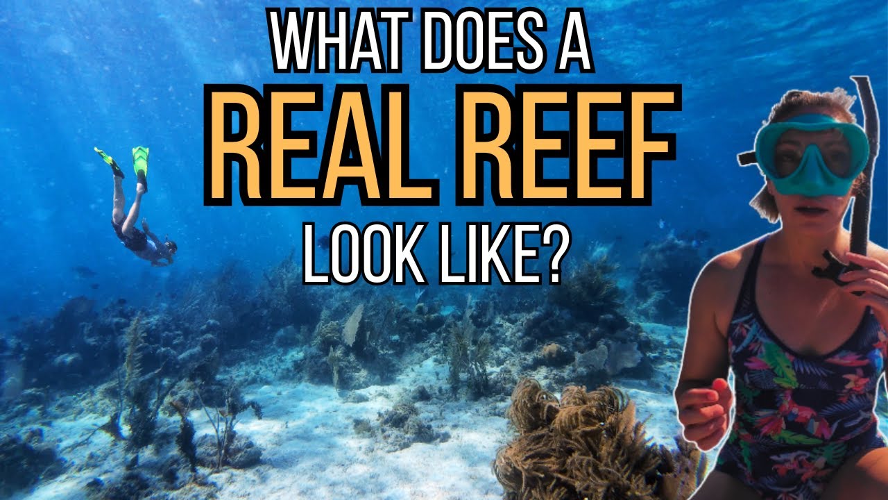 Сноркелинг на Британских Виргинских островах | Настоящий рифовый тур + тропические рыбы