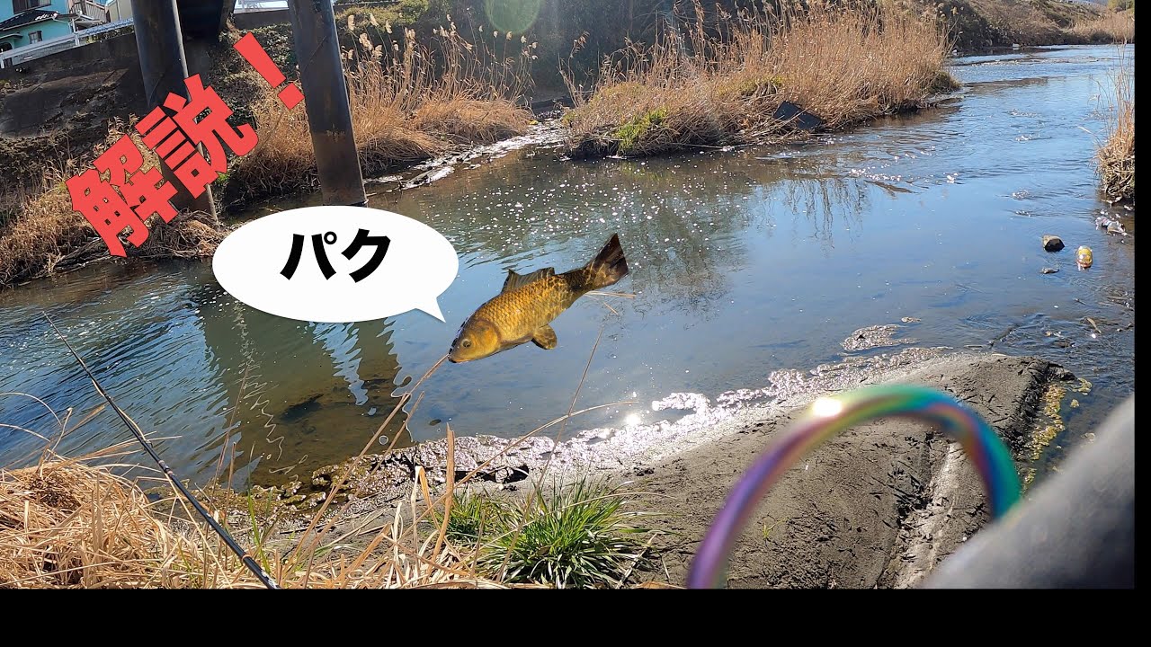 【解説】最強のコイのフライフィッシング