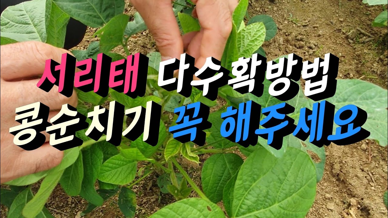 콩순지르기  서리태콩  다수확 하실려면 꼭 1차,2차,3차까지 콩순치기 해주세요 #서리태순지르기