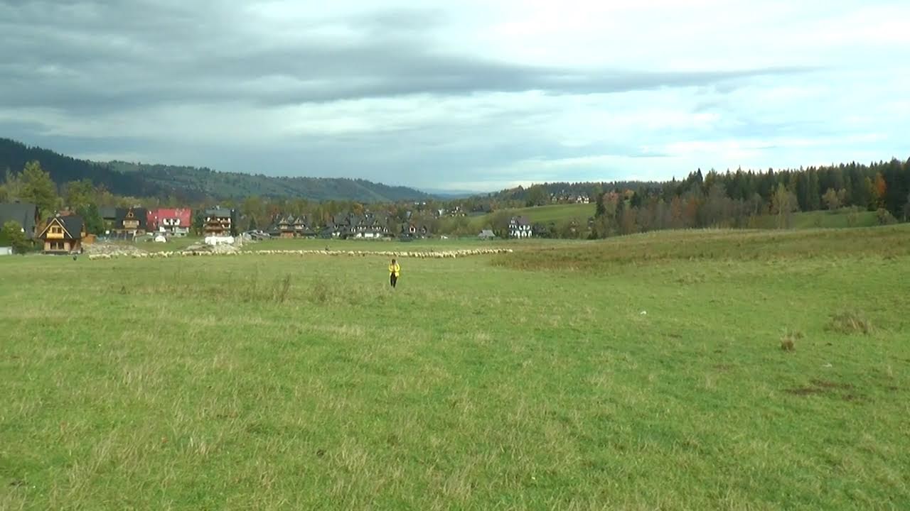 Zakopane - Jesienny redyk pod Reglami