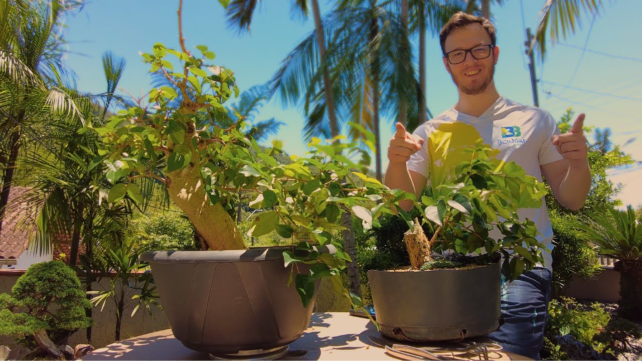 TRANSFORMANDO PITANGUEIRA EM PRÉ-BONSAI #2